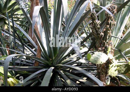 Tequila agave tequilana impianto a Oxford Orto Botanico Foto Stock