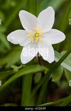 Legno Anemone Anemone nemorosa , fiori Foto Stock