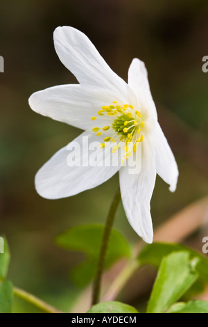 Legno Anemone Anemone nemorosa , fiori Foto Stock