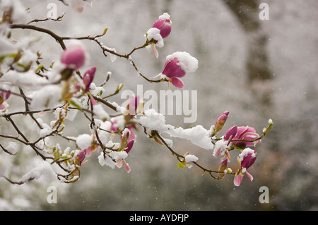 Rosa fiori di magnolia contemplati nei primi giorni di neve di primavera Foto Stock