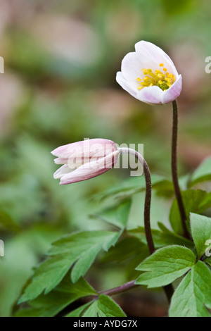 Legno Anemone Anemone nemorosa , fiori Foto Stock