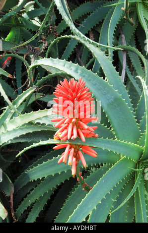 Una bella aloe vera frutto sull'isola di La Palma (isole Canarie) Foto Stock