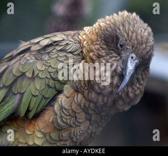 Kea mondo alpino solo parrot Isola del Sud della Nuova Zelanda endemiche minacciate di estinzione Foto Stock