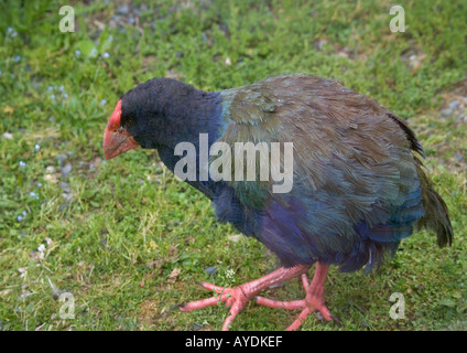 In via di estinzione Takahe gigante rampa flightless Isola del Sud della Nuova Zelanda endemica Foto Stock