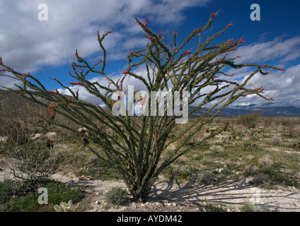 Ocotillo o candlewood (Fouquieria splendens) adattato alla vita nel deserto, in grado di foglie di germogli quando piove Foto Stock