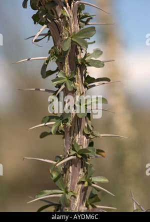 Ocotillo (Fouquieria splendens). Questa pianta ha la capacità di foglie di germogli delle precipitazioni Foto Stock