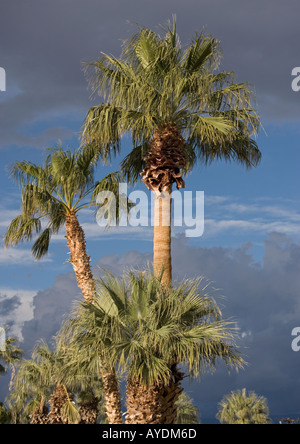 Ventola Desert Palm (Washingtonia filifera), California Foto Stock