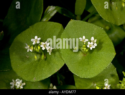 Minatore della lattuga o Primavera di bellezza (Claytonia perfoliata = Montia)