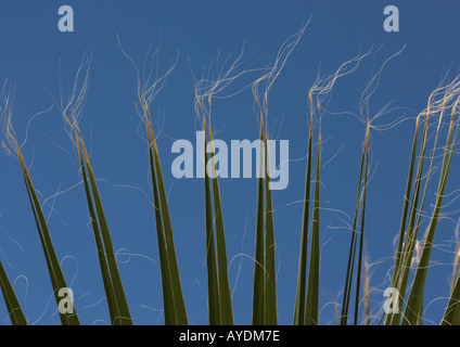 Ventola Desert Palm (Washingtonia filifera) contro il cielo blu chiaro Foto Stock