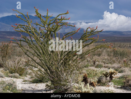 Ocotillo o candlewood (Fouquieria splendens). Adattato alla vita nel deserto in grado di foglie di germogli quando piove, California Foto Stock
