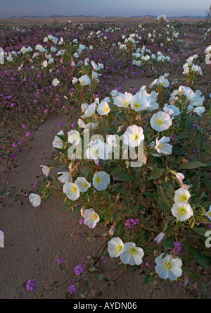 Dune Evening Primerose (oenothera deltoides) su Algodones dunes, noto anche come Imperial dune di sabbia, CALIFORNIA, STATI UNITI D'AMERICA Foto Stock