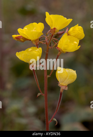 Coppe di giallo, ( Camissonia brevipes ) Tipo di enagra, California Foto Stock