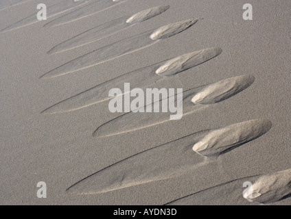 Coyote impronte in dune di sabbia e dune di Eureka, CALIFORNIA, STATI UNITI D'AMERICA Foto Stock