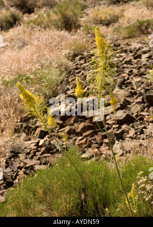 Panamint principe plume (Stanleya elata), California Foto Stock