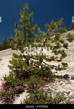 Nana lodgepole pine (Pinus contorta) con Penstemon newberyi su granito in Yosemite National Park, California, Stati Uniti d'America Foto Stock