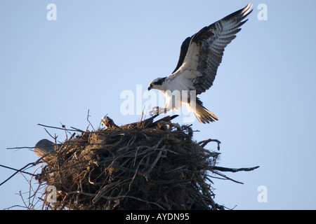 Falco pescatore Pandion haliaetus carolinensis tornare al nido in cima di un alto albero morto e si accoppiano all'alba Foto Stock