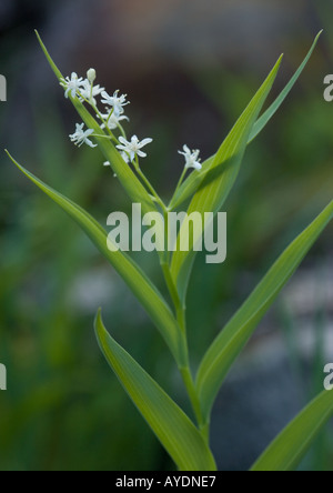 Falso di Salomone guarnizione (Smilacina stellata), CALIFORNIA, STATI UNITI D'AMERICA Foto Stock