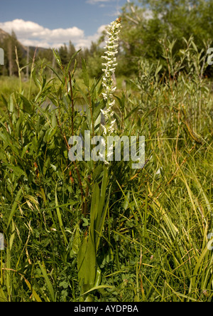 Sierra rein orchid ( Platanthera leucostachys ) nella zona umida streamside in Lundy canyon Sierra Nevada, STATI UNITI D'AMERICA Foto Stock