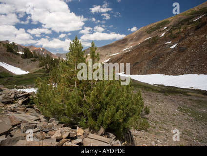 Pini Whitebark sopraffatte in alta quota c 12 000 ft in Yosemite National Park, California, Stati Uniti d'America Foto Stock