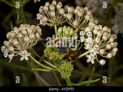 Alghe di latte in foglie strette, Asclepias fascicularis con insetti di alghe del latte di accoppiamento Oncopeltus fasciciatus su Foto Stock