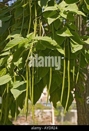 Indian Bean tree (Catalpa bignonioides) di frutta Foto Stock