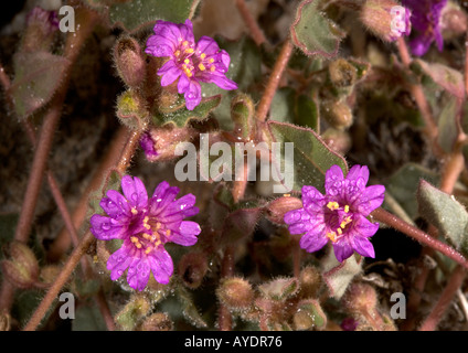 Mulini a vento o finale quattro ore nel fiore Foto Stock