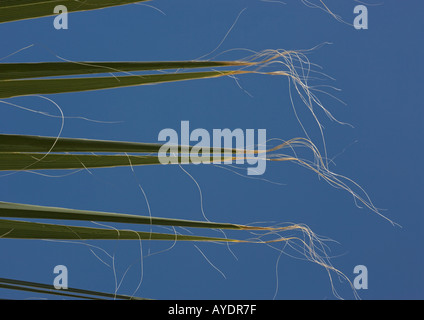 Ventola Desert Palm (Washingtonia filifera) foglie, close-up Foto Stock