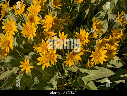 Freccia lasciava balsam root Foto Stock