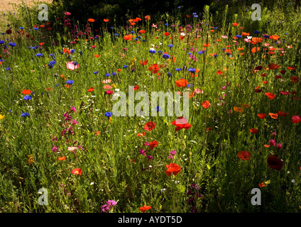 Massa di cornfield ornamentali erbacce papaveri cornflowers catchfly etc Foto Stock