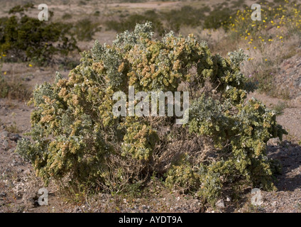 Desert holly nella valle della morte Foto Stock