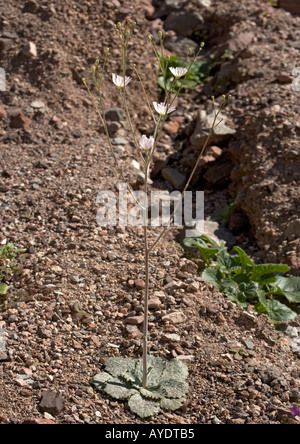 La ghiaia ghost in fiore sul lavaggio ghiaia nel deserto Foto Stock