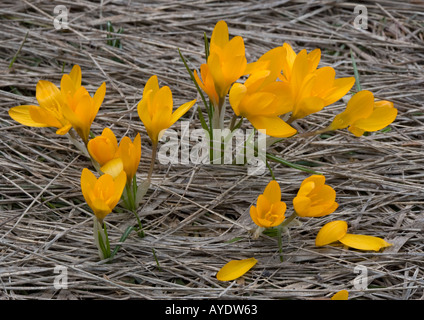 Una montagna di colore arancione Crocus, Crocus olivieri su Mt Menalo sud Grecia Foto Stock