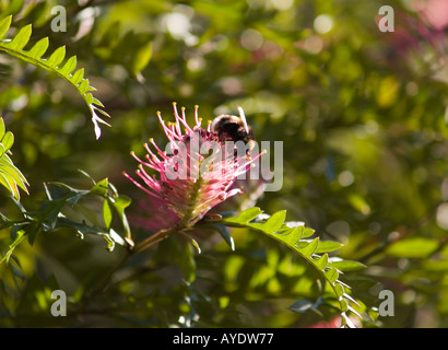 Bumble Bee Apoidea succhiare il nettare dai fiori di grevillea Foto Stock