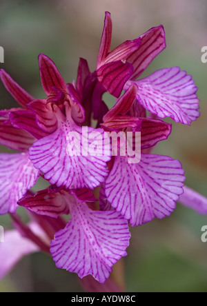 Pink Butterfly orchid (Orchis papilionacea) close-up Foto Stock