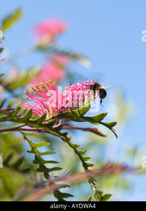 Bumble Bee Apoidea battenti fuori da un fiore di grevillea Foto Stock