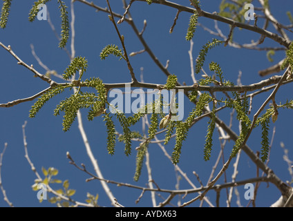 Pioppo grigio (Populus canescens x) con amenti maschili Foto Stock