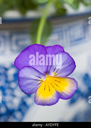 La Cina in ceramica blu e bianco contenitore pentola floreale di 1 GIALLA E VIOLA pansy viola in close up Violaceae Foto Stock