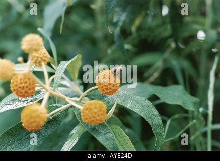 Buddleia Globosa arancio fiori sferica in Cornwall Inghilterra UK Europa Gran Bretagna GB Foto Stock