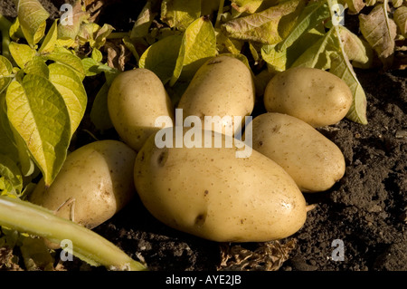 Appena scavato le patate in un giardino REGNO UNITO Foto Stock