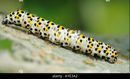 Mullein moth caterpillar Foto Stock