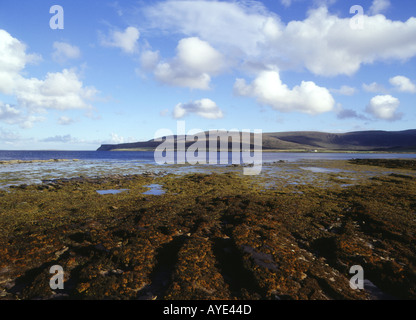 Dh Baia di Quoys HOY ORKNEY alghe marine costa rocciosa a riva e Scapa flusso Foto Stock