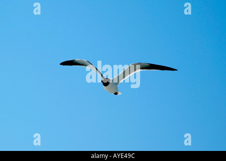 Il gabbiano vola sopra il cielo azzurro. STATI UNITI Foto Stock