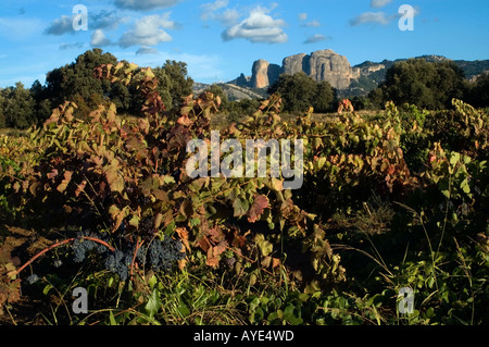 Vigneto, Les Roques d'en Benet in background. .Ports de Beseit Parco Nazionale .Terra Alta regione, Tarragona Foto Stock