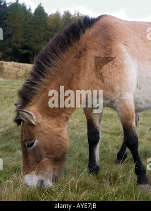 Chiusura del Cavallo di Przewalski pascolo, Kincraig Foto Stock