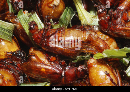 Fritti coleotteri vetrato per la vendita in un mercato di Bangkok su Khao San Road Foto Stock