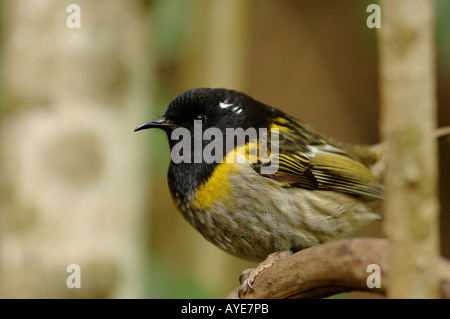 Un maschio di Nuova Zelanda Stitchbird su Tiritiri Matangi isola riserva naturale Foto Stock