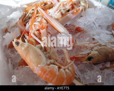Gamberi memorizzati su ghiaccio tritato Foto Stock