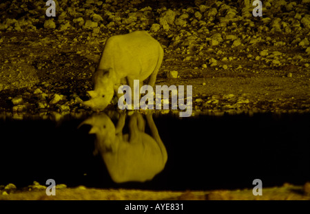 Rinoceronte nero bere da waterhole di notte il Parco Nazionale di Etosha Namibia Africa australe Foto Stock
