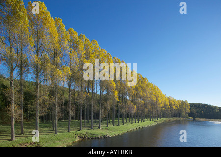 I pioppi lungo il fiume Tweed presso Mertoun Bridge, vicino a St Boswells, Scottish Borders, Scozia Foto Stock