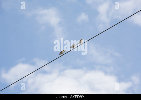 Tre uccelli su un filo Foto Stock